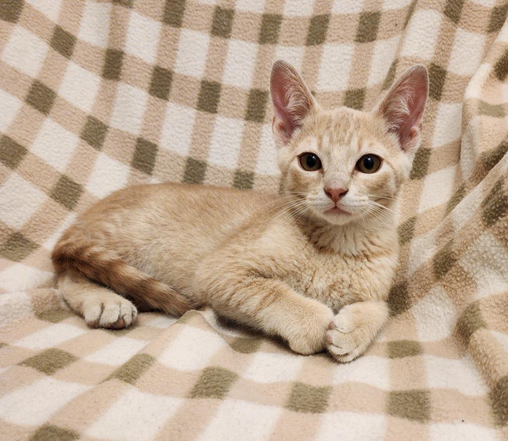 Braylon, Adoptable, Kitten Male Domestic Short Hair.