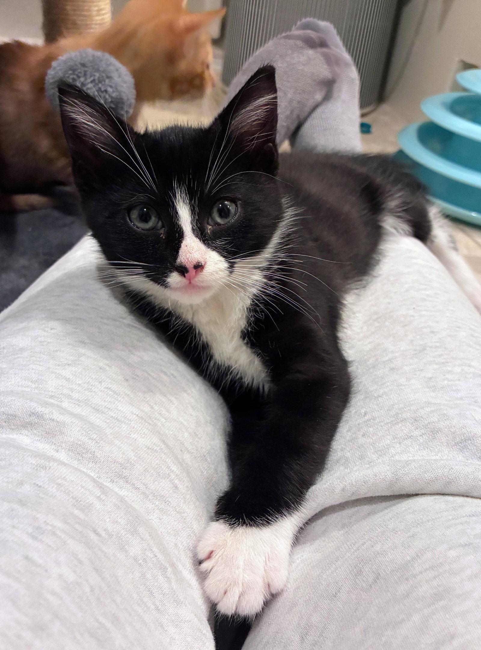 Enlarge Giancarlo, a Adoptable Domestic Short Hair in Leesburg, VA image 2/5