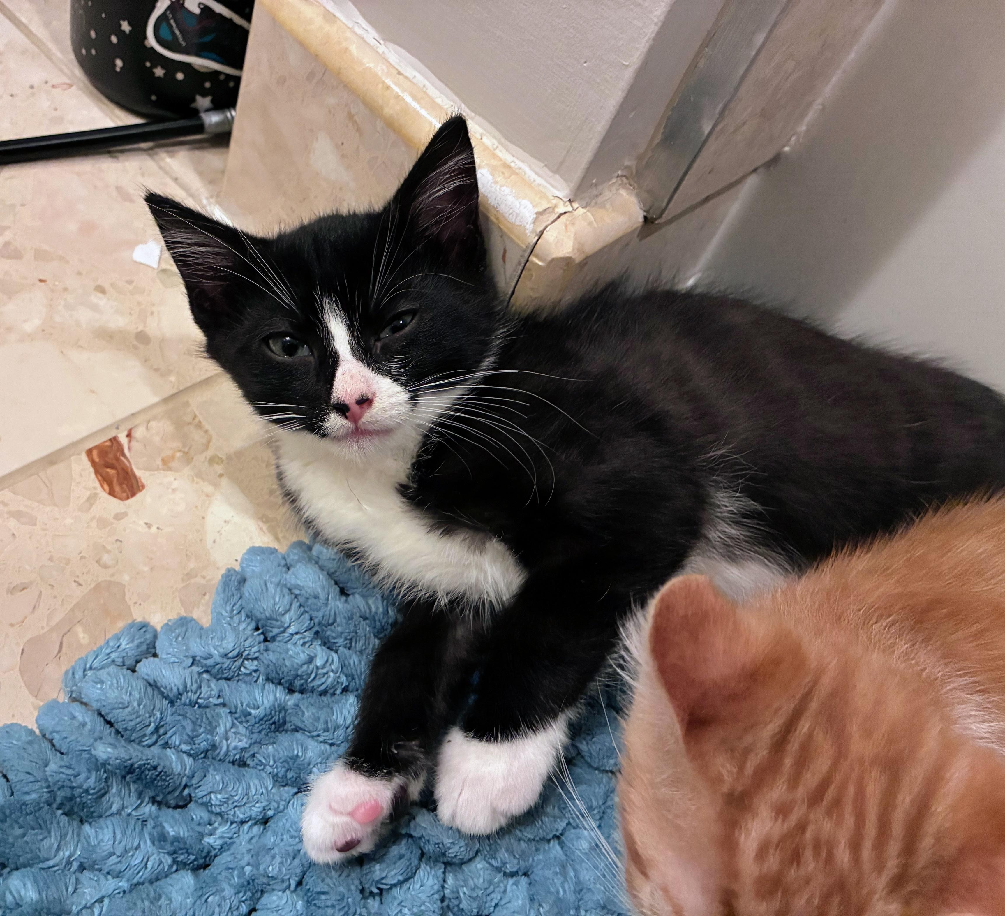 Giancarlo, Adoptable, Kitten Male Domestic Short Hair.