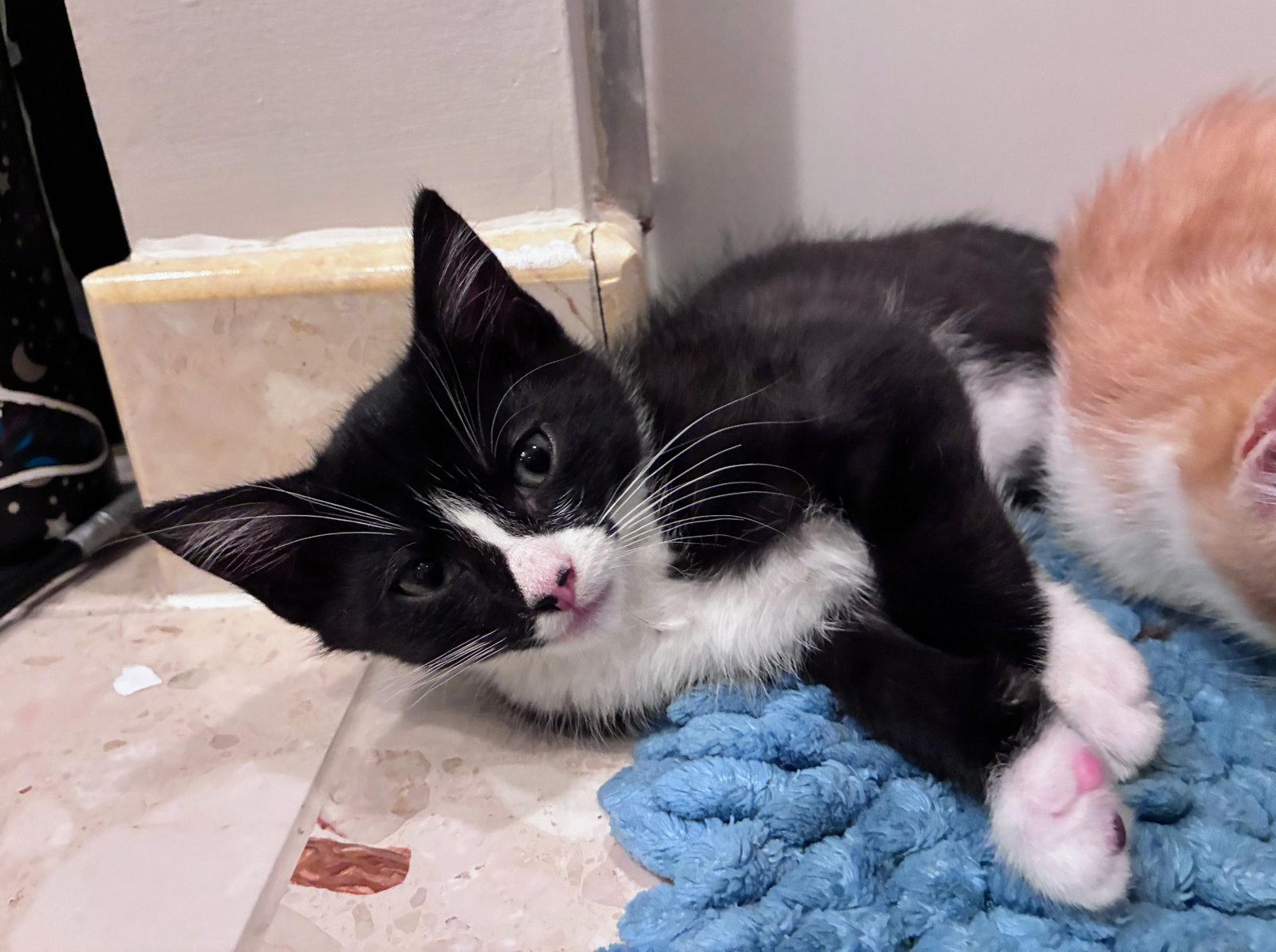 Enlarge Giancarlo, a Adoptable Domestic Short Hair in Leesburg, VA image 3/5