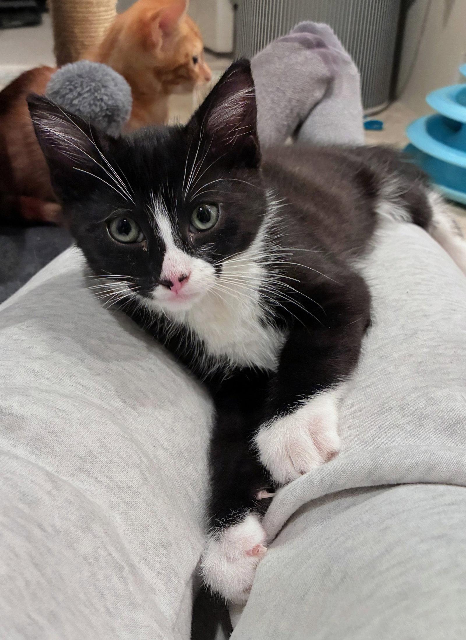 Enlarge Giancarlo, a Adoptable Domestic Short Hair in Leesburg, VA image 4/5