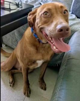 Enlarge CHASE, a Adoptable mixed breed in Largo, FL image 2/6