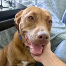 CHASE, Adoptable, Young Male Terrier & Chiweenie.