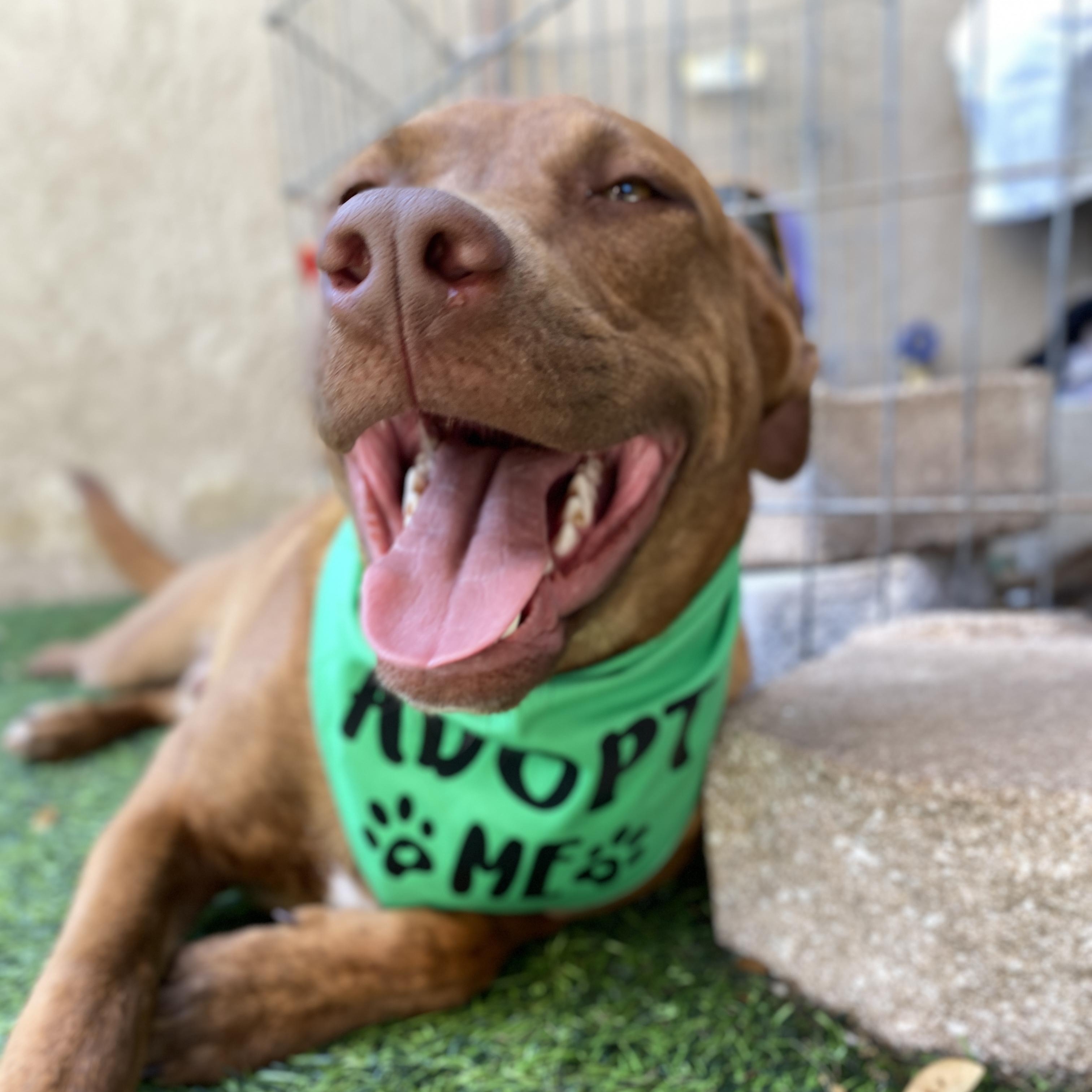 Enlarge CHASE, a Adoptable mixed breed in Largo, FL image 4/6