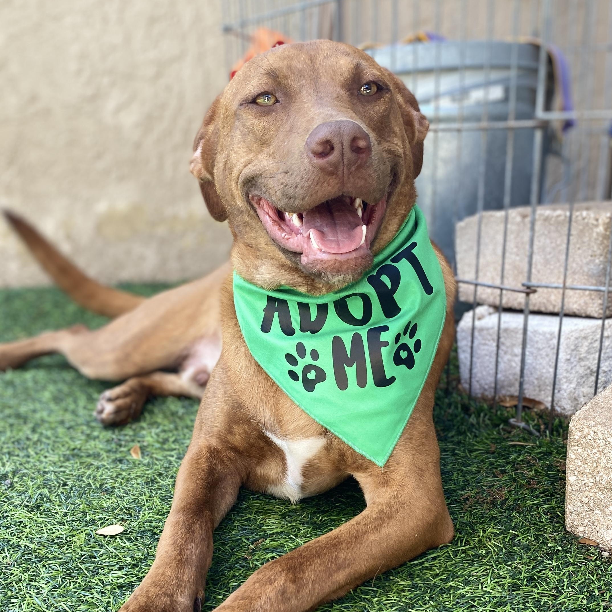 Enlarge CHASE, a Adoptable mixed breed in Largo, FL image 5/6