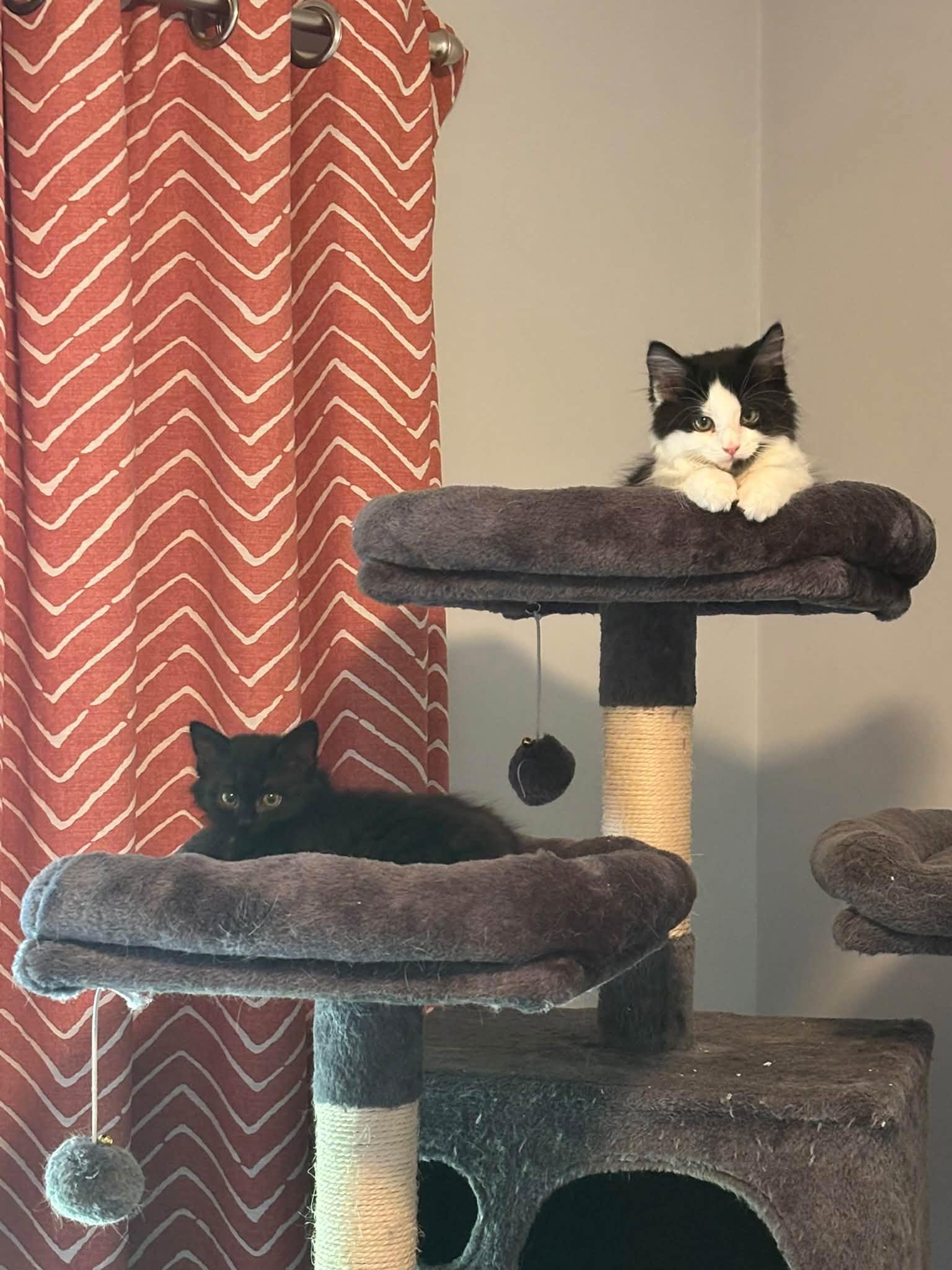 Enlarge Zack and Cody - kittens bonded, a Adoptable Domestic Long Hair in Enfield, CT image 1/3
