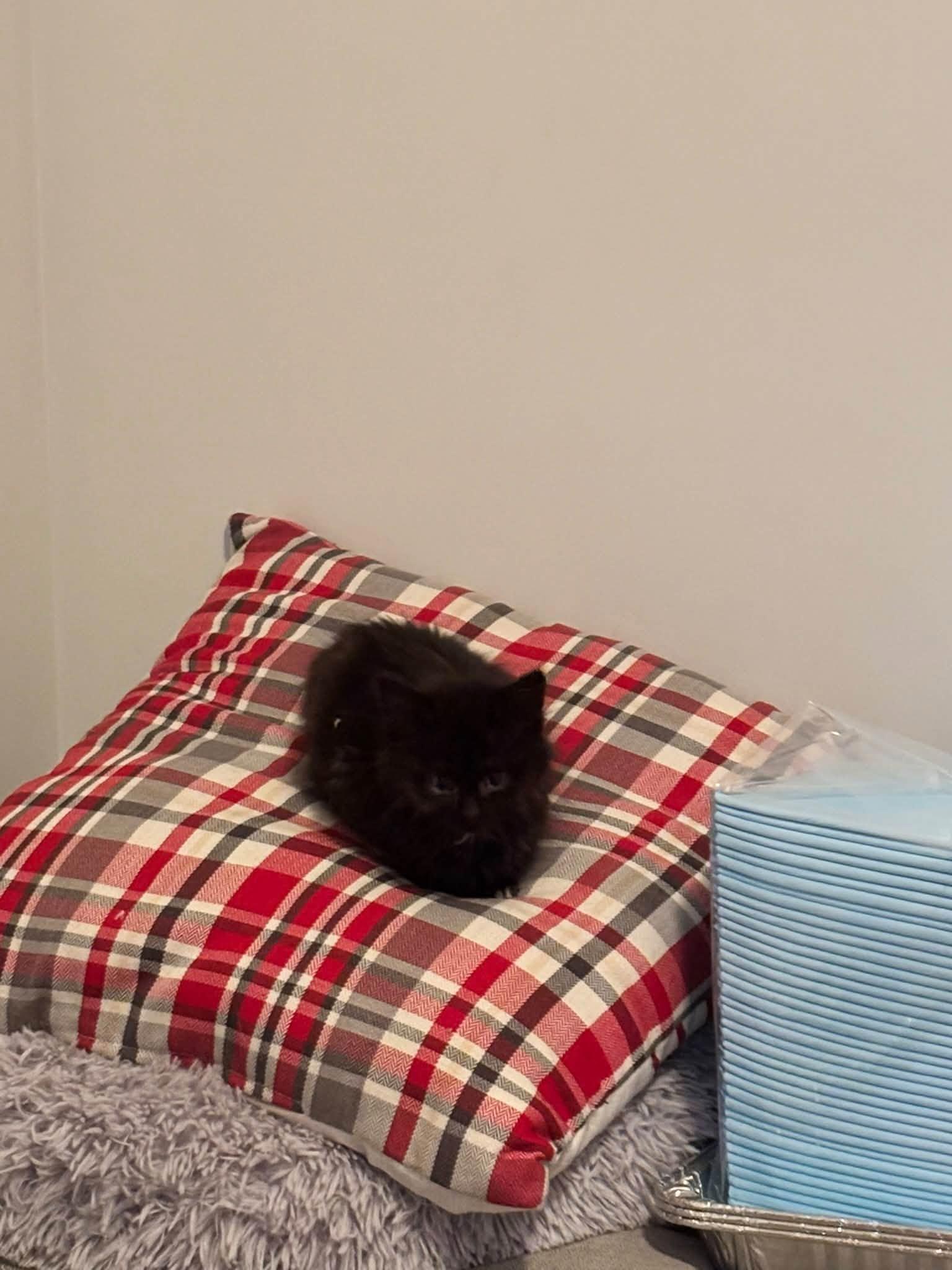 Enlarge Zack and Cody - kittens bonded, a Adoptable Domestic Long Hair in Enfield, CT image 2/3