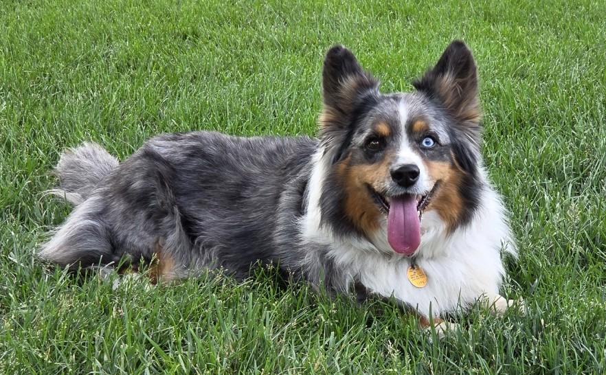 Enlarge ADOPTED - Sitka, a Adoptable mixed breed in Junction City, KS image 3/5