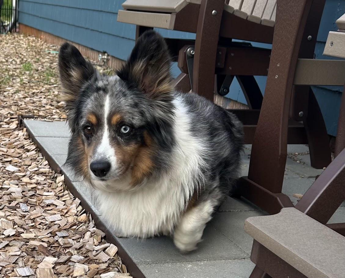Enlarge ADOPTED - Sitka, a Adoptable mixed breed in Junction City, KS image 4/5