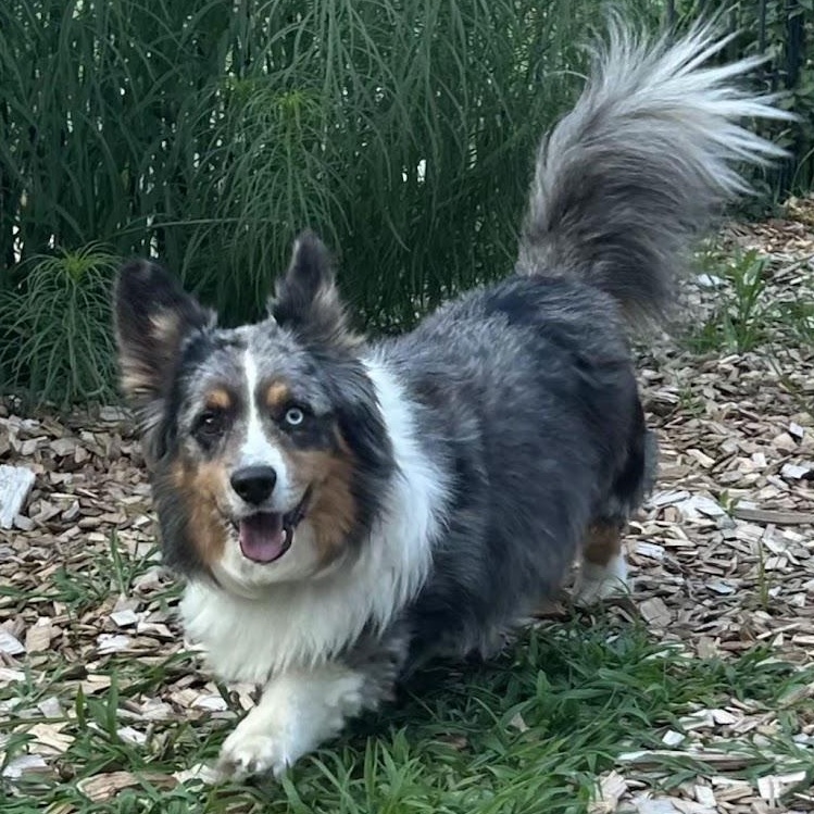 ADOPTED - Sitka, Adoptable, Adult Male Australian Shepherd & Corgi.