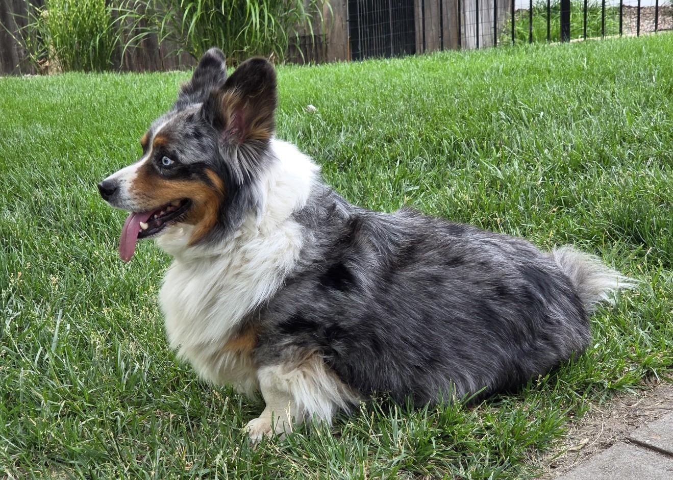 Enlarge ADOPTED - Sitka, a Adoptable mixed breed in Junction City, KS image 2/5