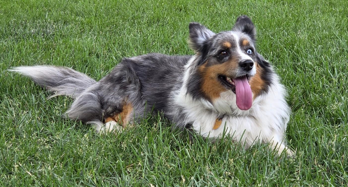 Enlarge ADOPTED - Sitka, a Adoptable mixed breed in Junction City, KS image 5/5