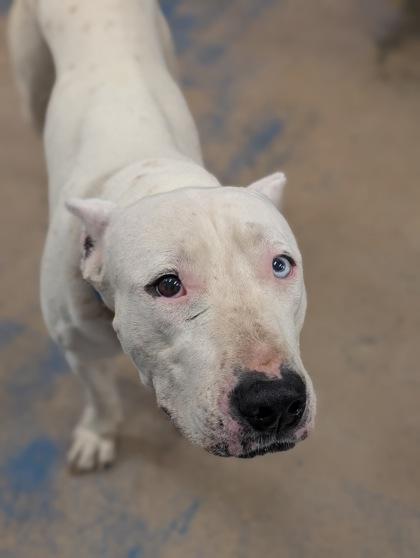 Enlarge Sasha, a ADOPTABLE mixed breed in Inverness, FL image 1/1