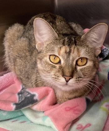 Ethel Chaia Kimchi, Adult Female Domestic Short Hair