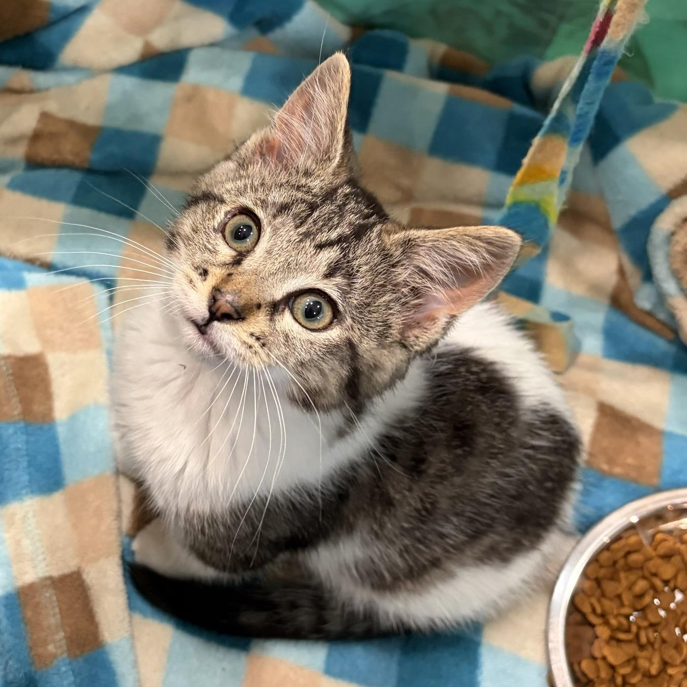Celeste, a ADOPTABLE mixed breed in Dickinson, ND image 2/2