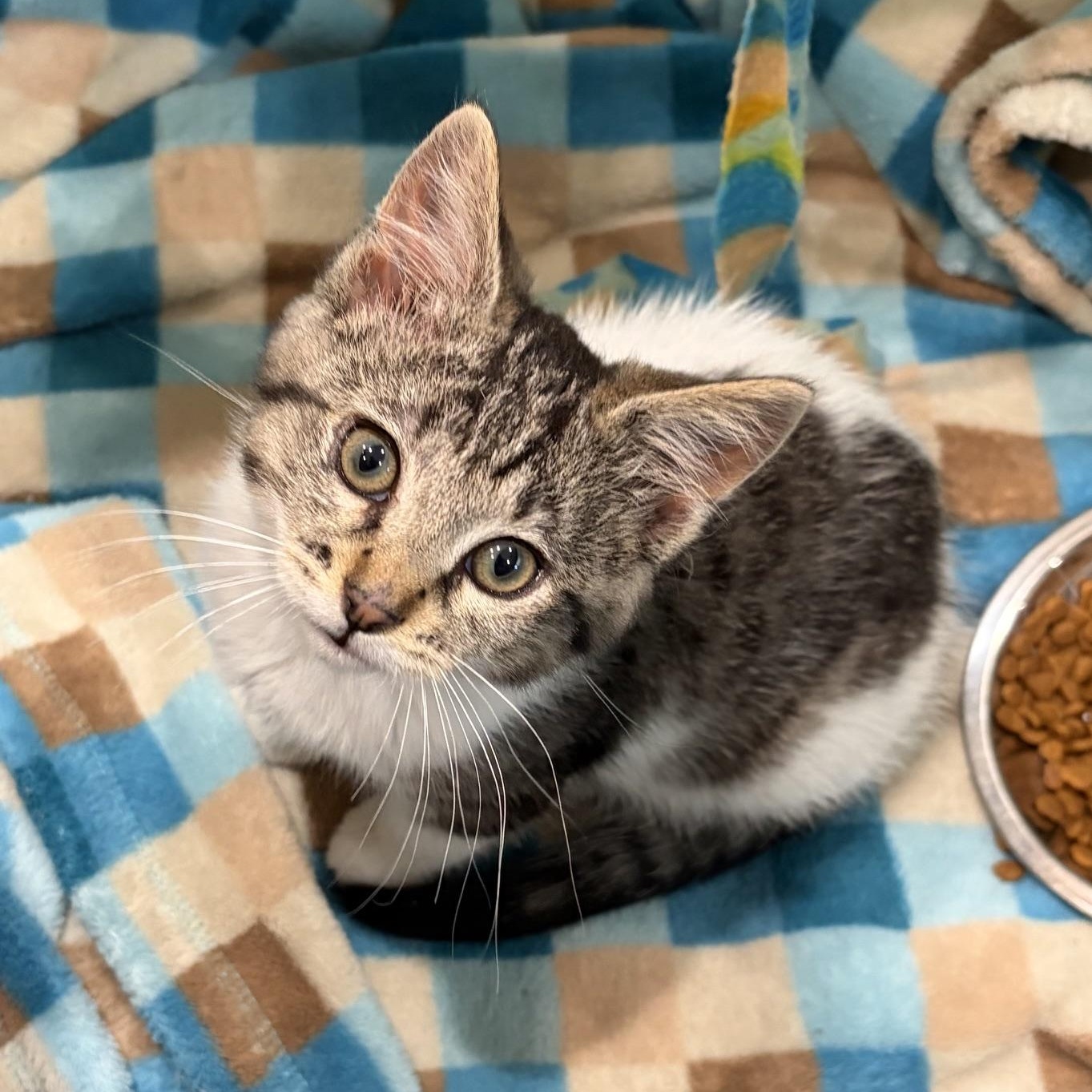 Celeste, a ADOPTABLE mixed breed in Dickinson, ND image 1/2