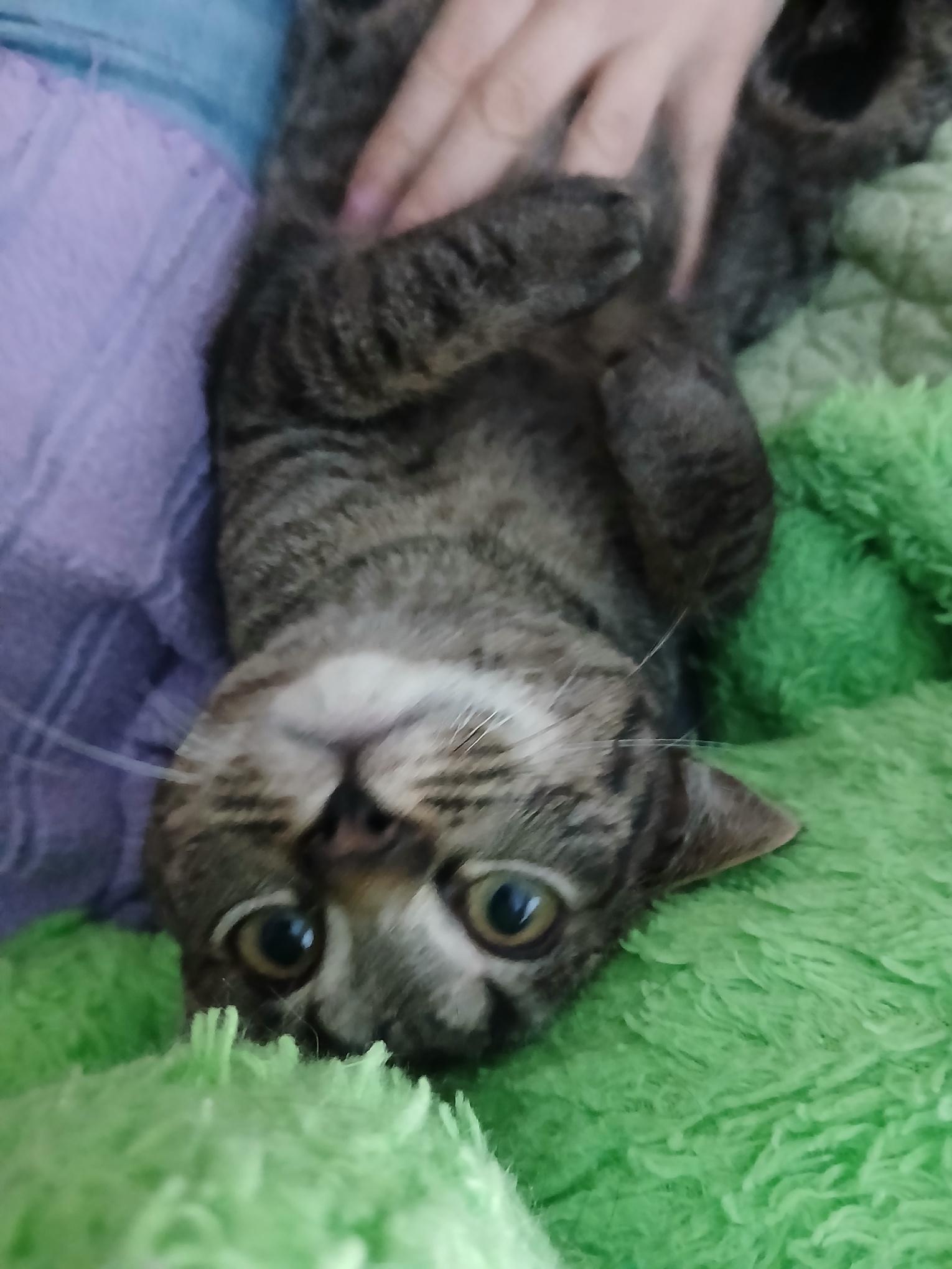 Enlarge Donut, a ADOPTABLE mixed breed in Duluth, GA image 5/6