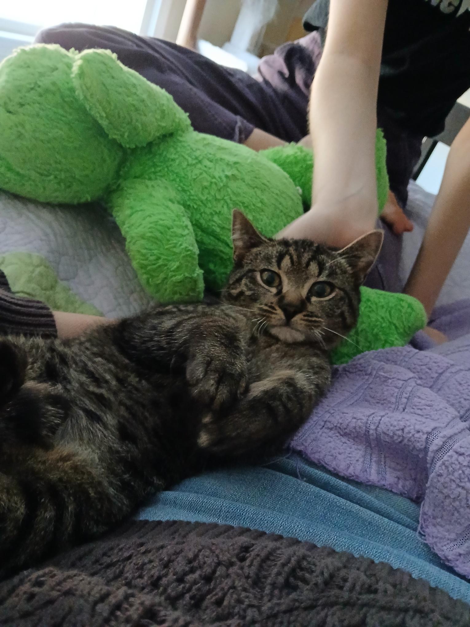 Enlarge Donut, a ADOPTABLE mixed breed in Duluth, GA image 2/6