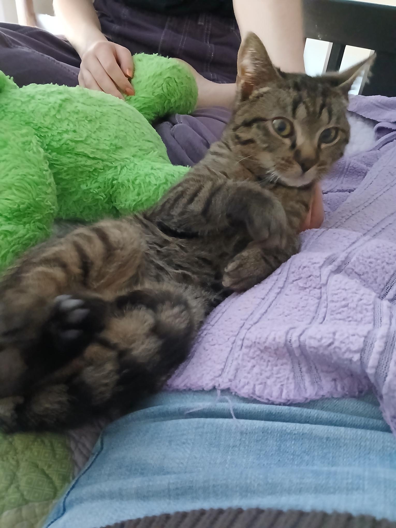 Enlarge Donut, a ADOPTABLE mixed breed in Duluth, GA image 4/6