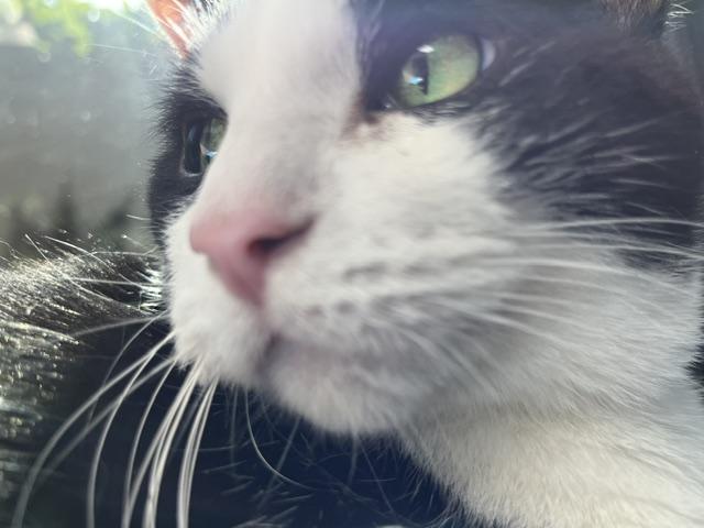 Tommy, a ADOPTABLE Domestic Medium Hair in Grosse Ile, MI image 3/3