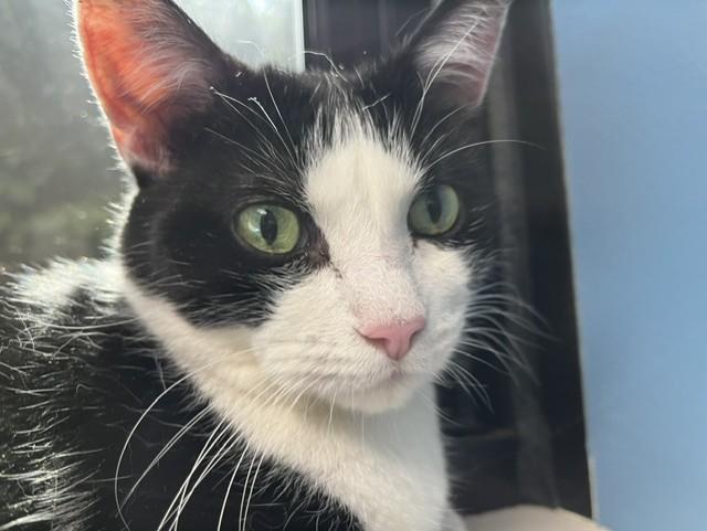 Tommy, a ADOPTABLE Domestic Medium Hair in Grosse Ile, MI image 2/3