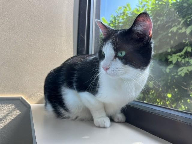 Tommy, ADOPTABLE, Adult Male Domestic Medium Hair.