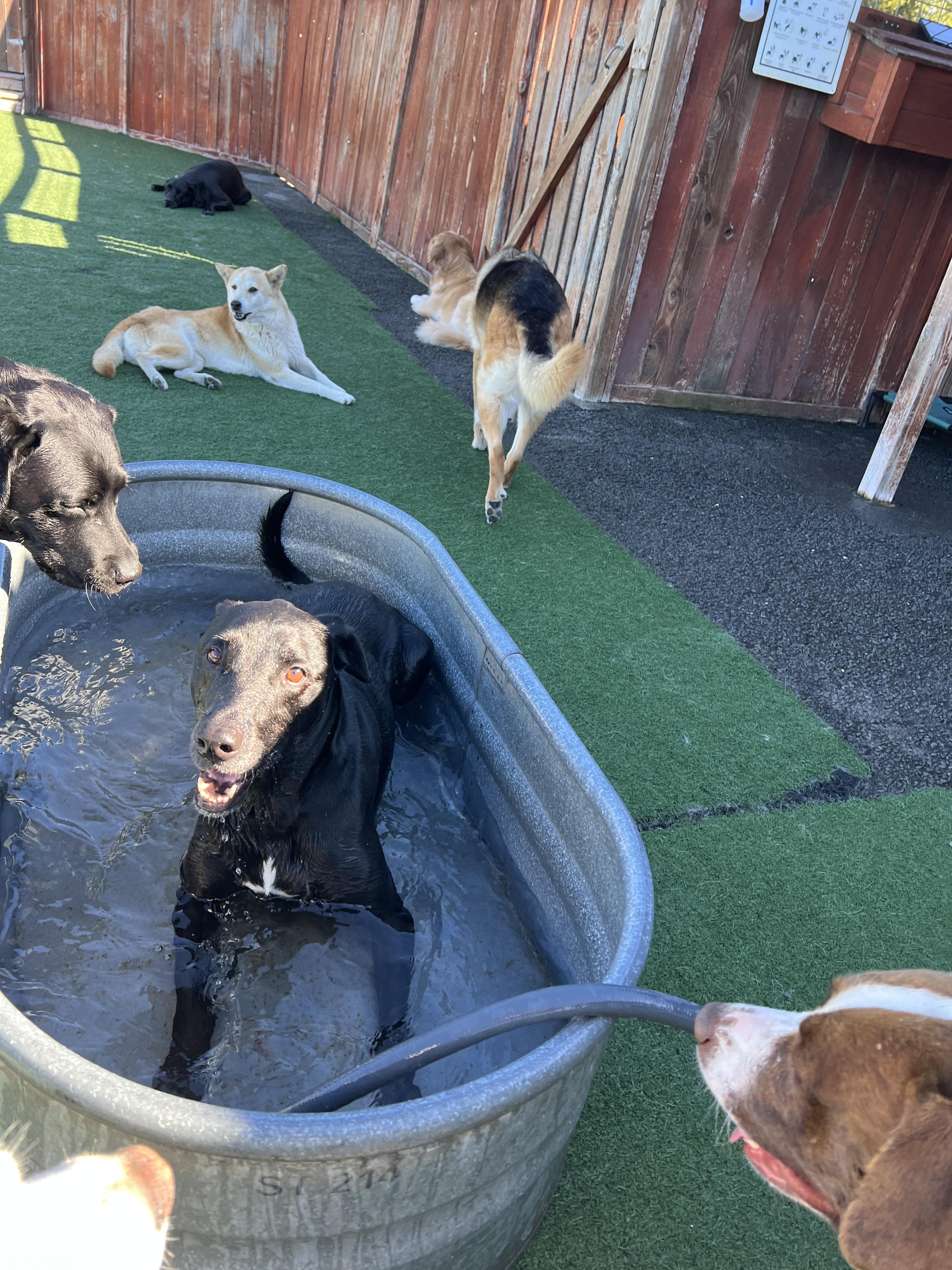 Ernie, a Adoptable mixed breed in Petaluma, CA image 3/3