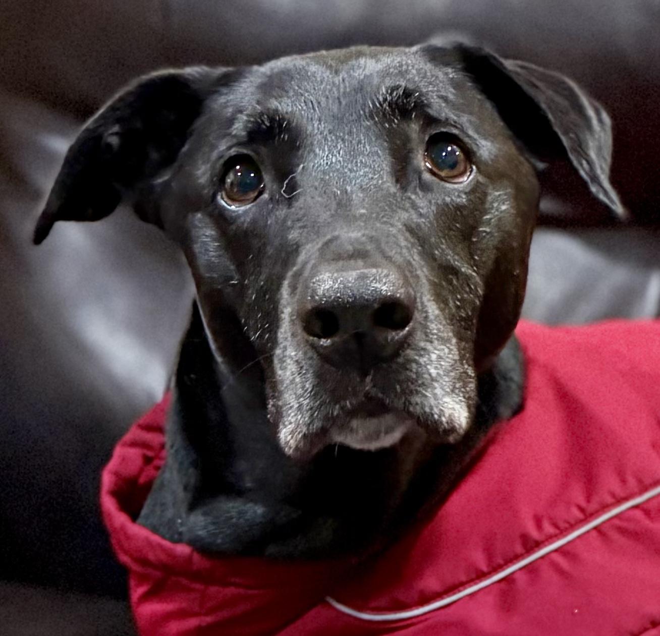 Ernie, a Adoptable mixed breed in Petaluma, CA image 1/3