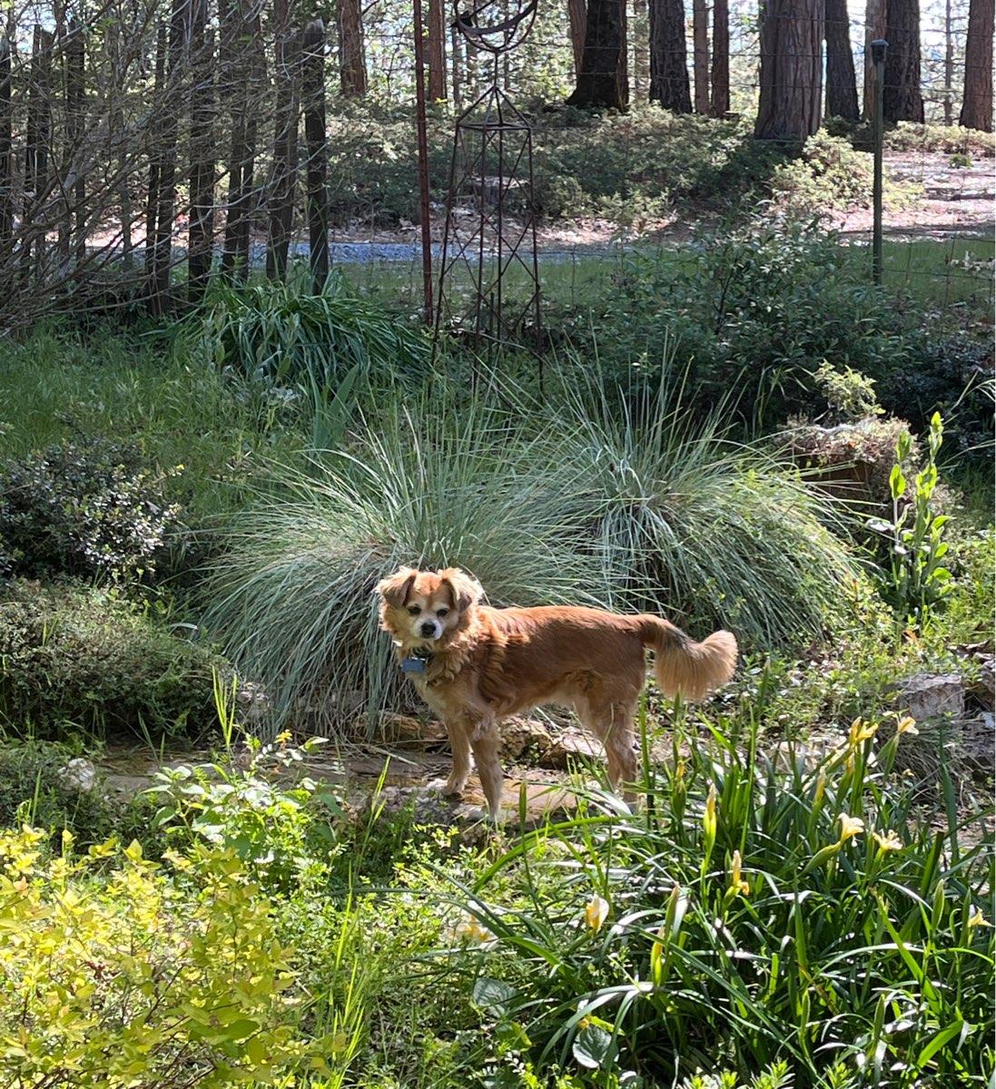 14Gilbert, adopted, Senior Male Spaniel & Pomeranian.