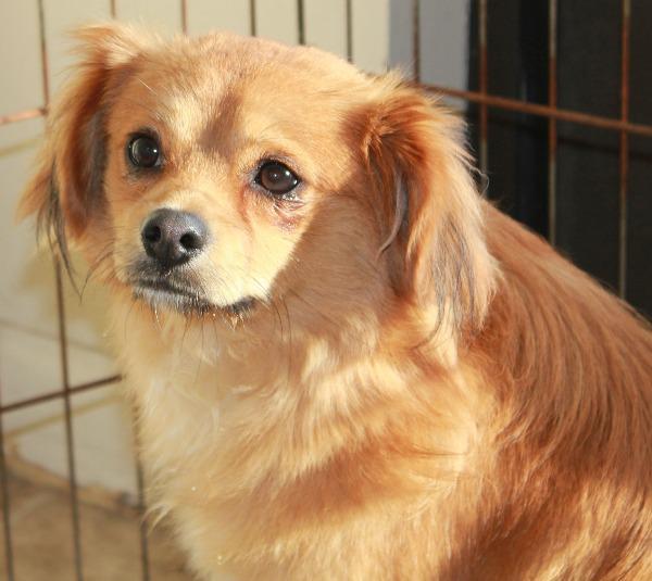 Enlarge 14Gilbert, an adopted mixed breed in Shingle Springs, CA image 6/6