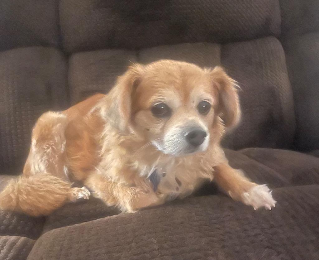 Enlarge 14Gilbert, an adopted mixed breed in Shingle Springs, CA image 5/6