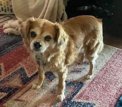 Enlarge 14Gilbert, an adopted mixed breed in Shingle Springs, CA image 3/6