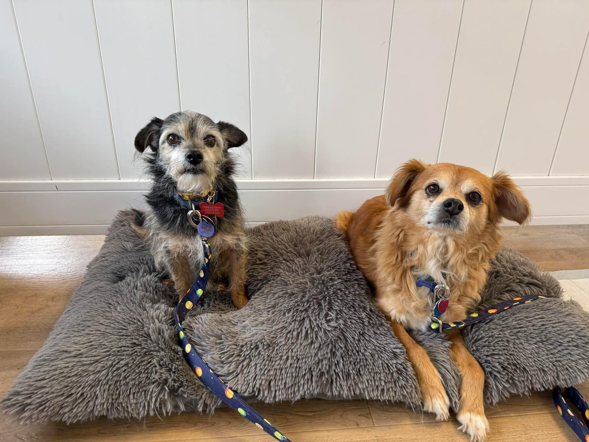 14Gilbert, adoptable, Senior Male Spaniel & Pomeranian.