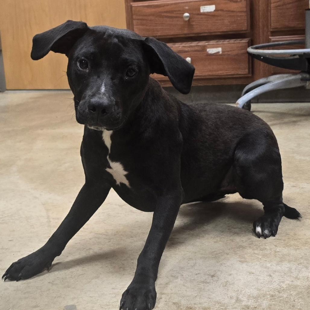 Bristle - 062202U, Adoptable, Young Female Labrador Retriever.