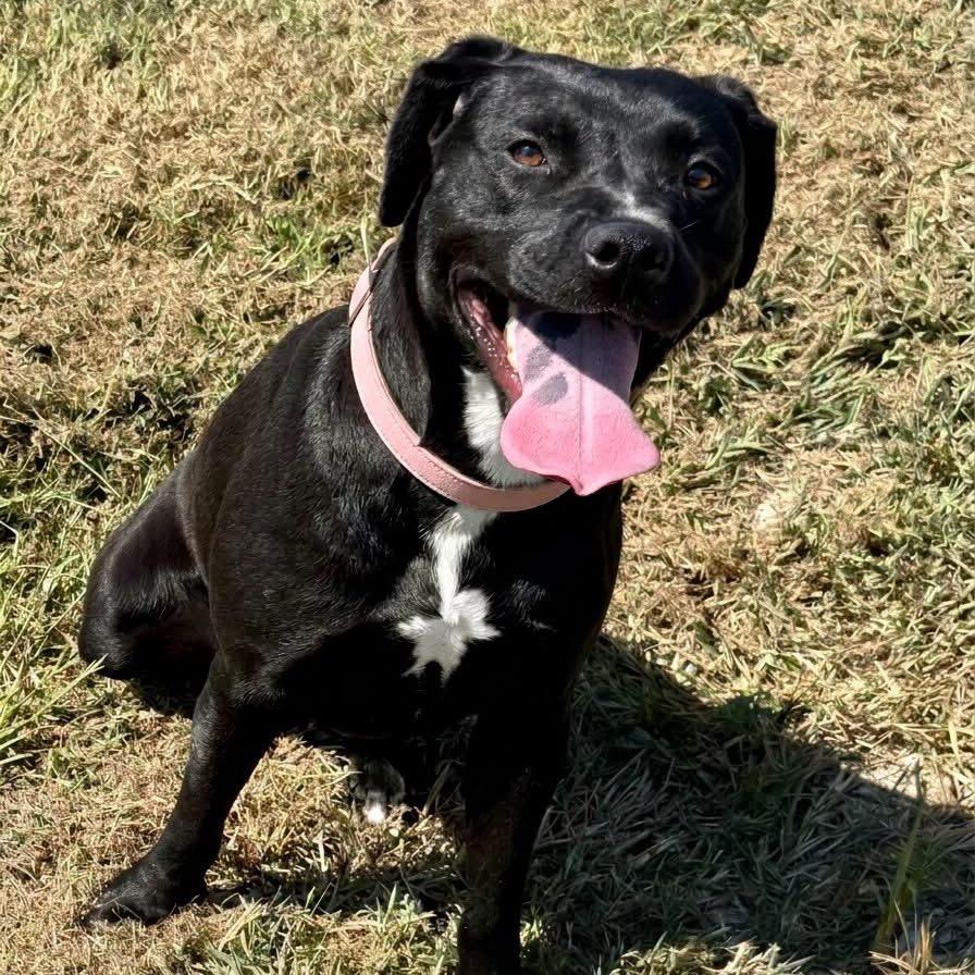 Enlarge Bristle - 062202U, a Adoptable Labrador Retriever in Tupelo, MS image 2/3