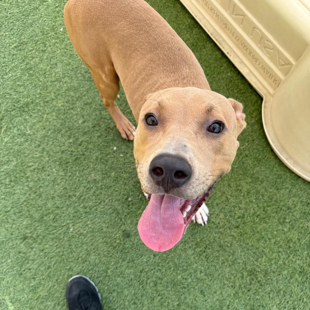 Niko, Adoptable, Adult Male Staffordshire Bull Terrier & Mixed Breed.