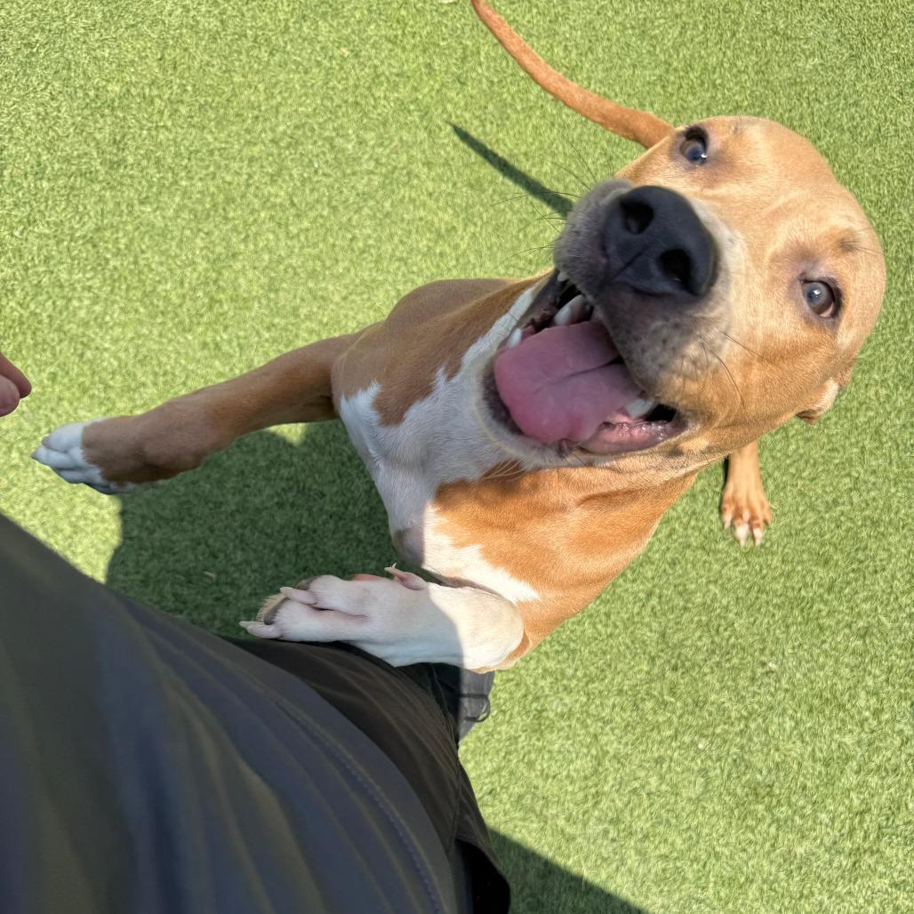 Enlarge Niko, a Adoptable mixed breed in Tomball, TX image 2/6