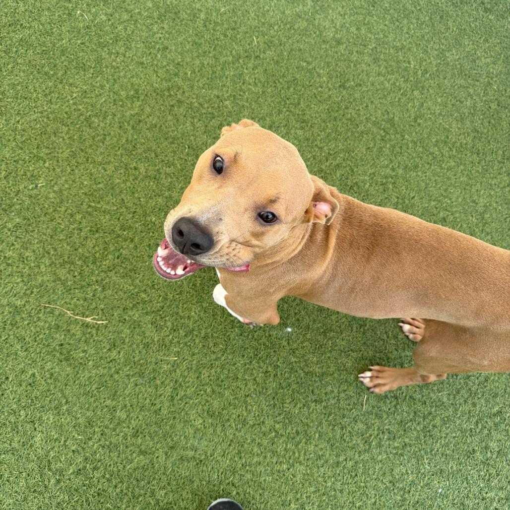 Enlarge Niko, a Adoptable mixed breed in Tomball, TX image 3/6