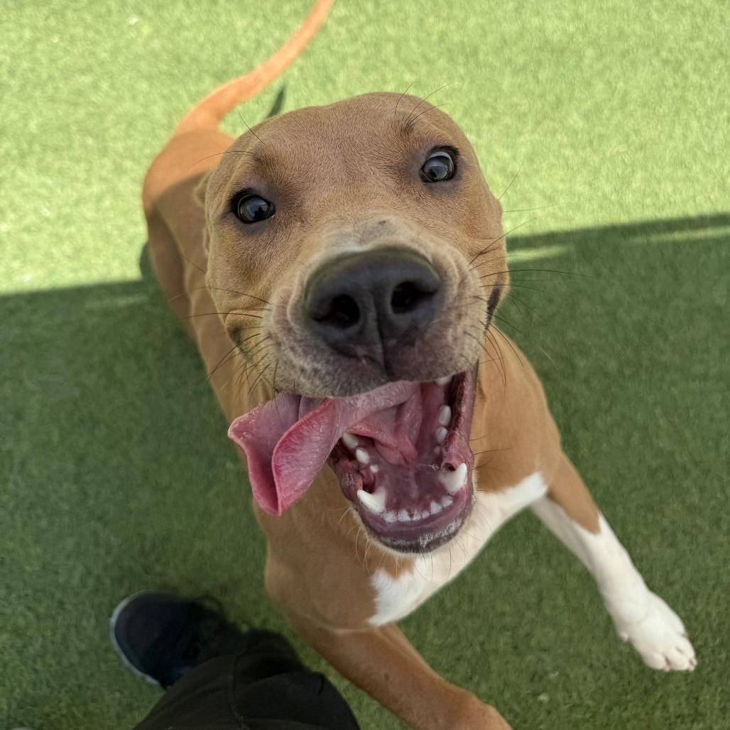 Enlarge Niko, a Adoptable mixed breed in Tomball, TX image 4/6