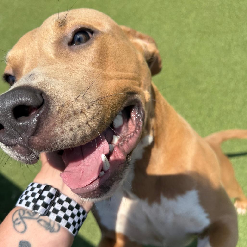 Enlarge Niko, a Adoptable mixed breed in Tomball, TX image 6/6
