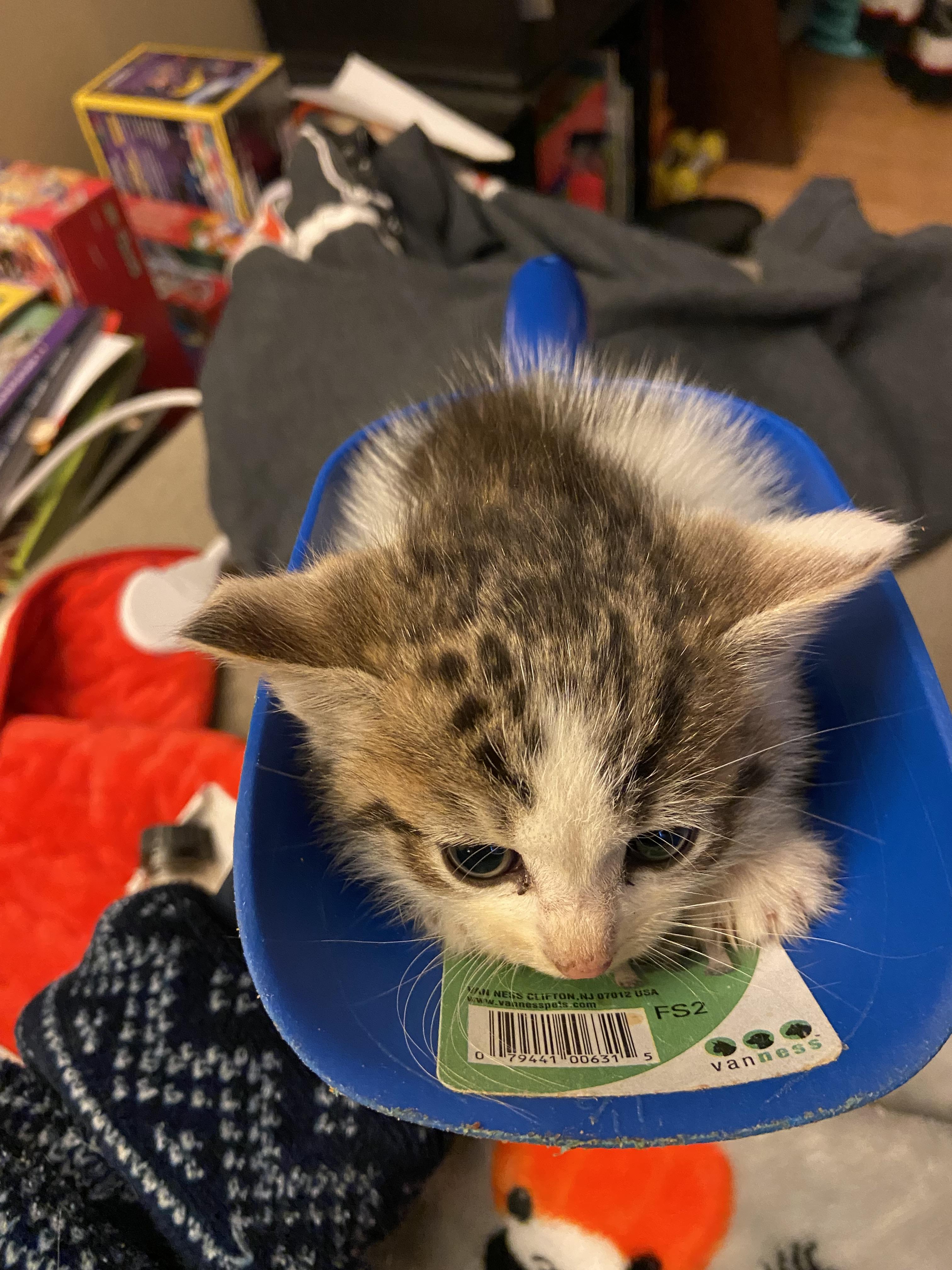 Enlarge Scoop, a Adopted Domestic Short Hair in Louisville, KY image 4/4