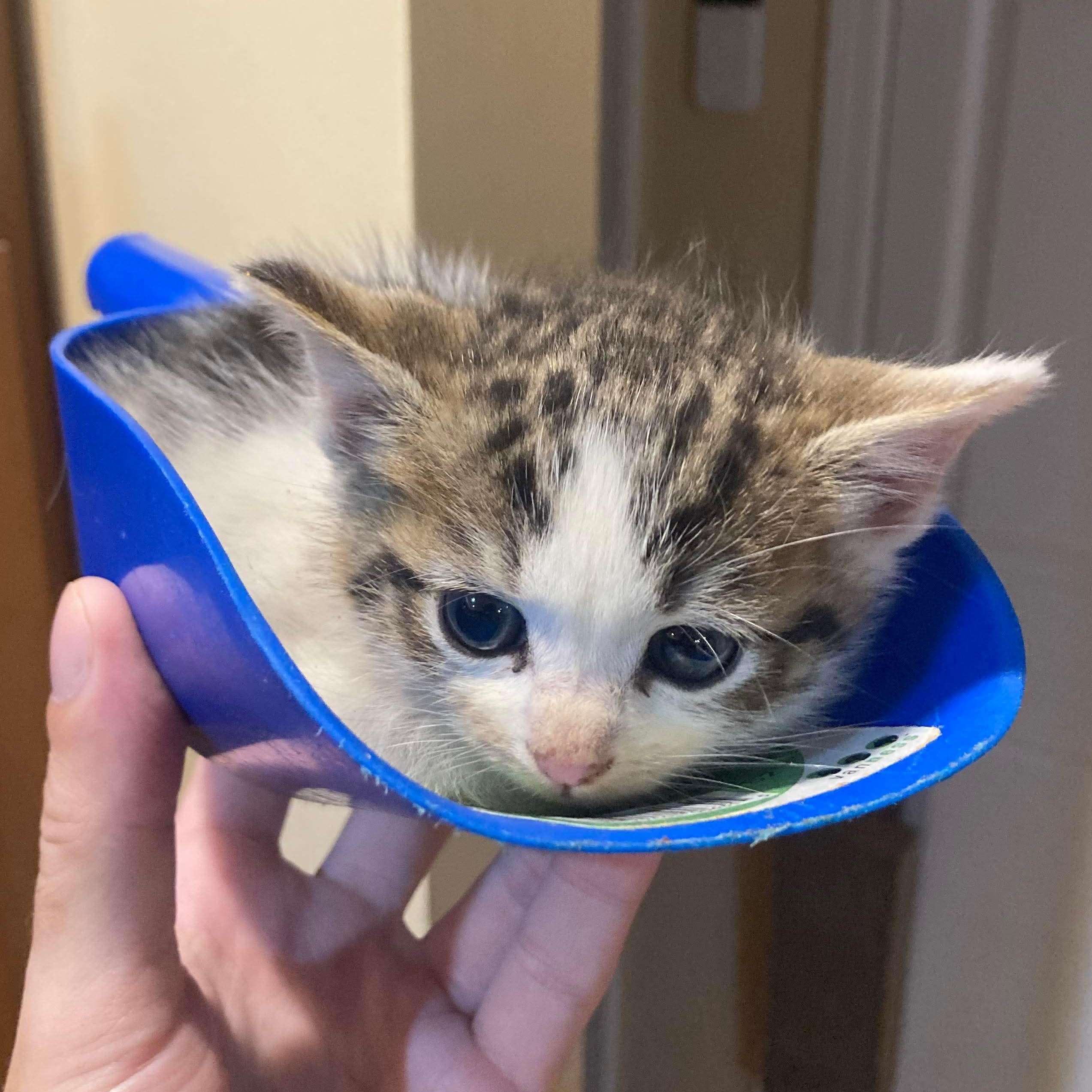 Enlarge Scoop, a Adopted Domestic Short Hair in Louisville, KY image 1/4