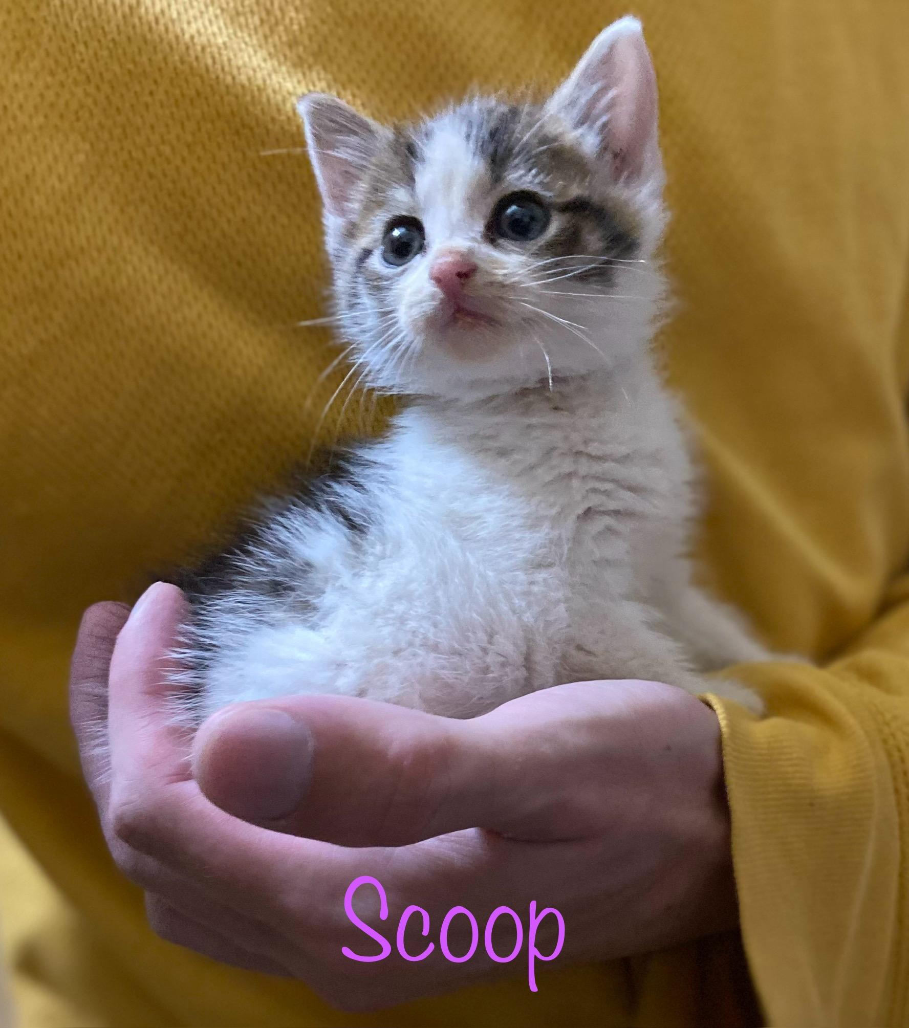 Enlarge Scoop, a Adopted Domestic Short Hair in Louisville, KY image 2/4