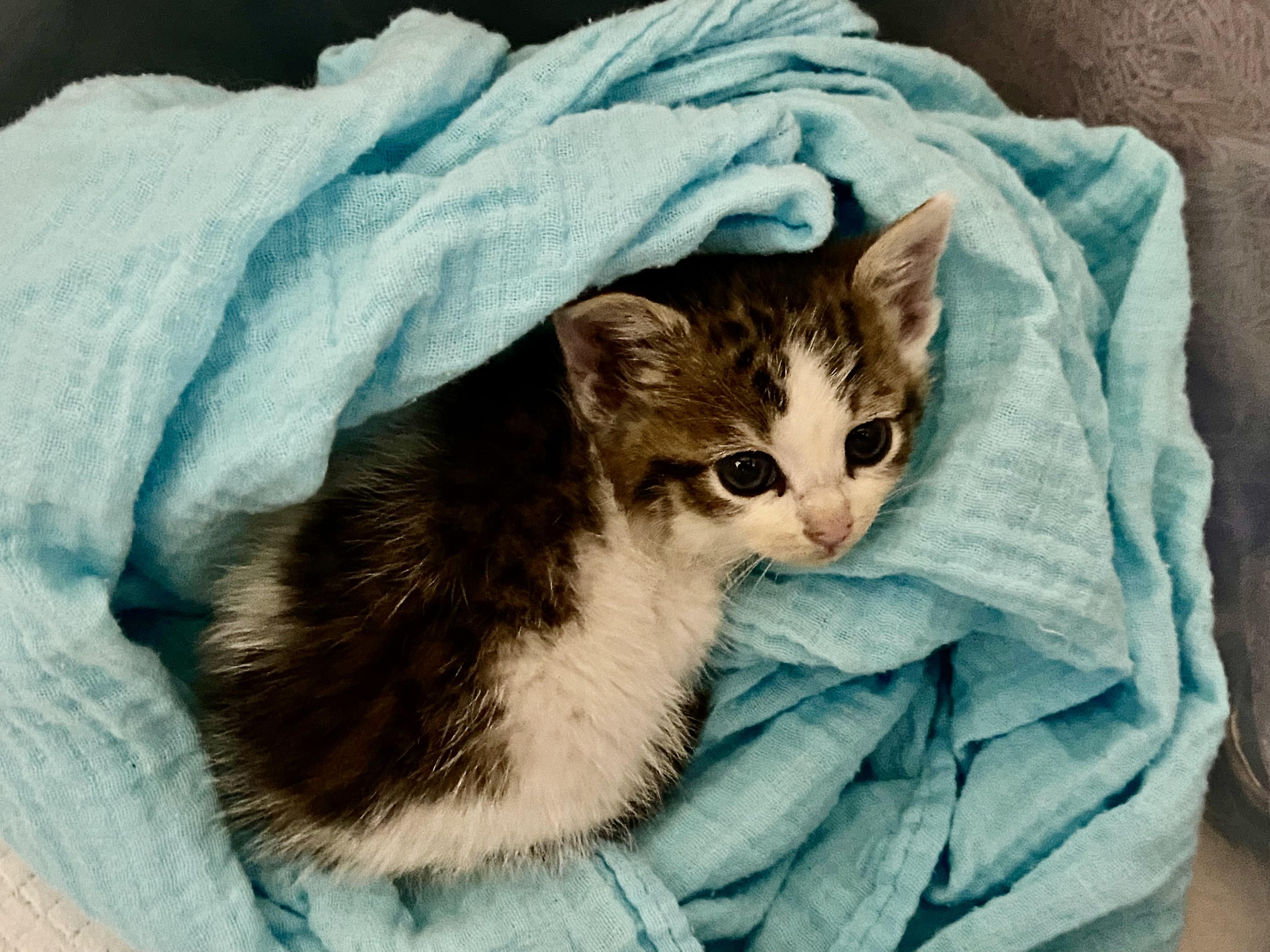 Enlarge Scoop, a Adopted Domestic Short Hair in Louisville, KY image 3/4