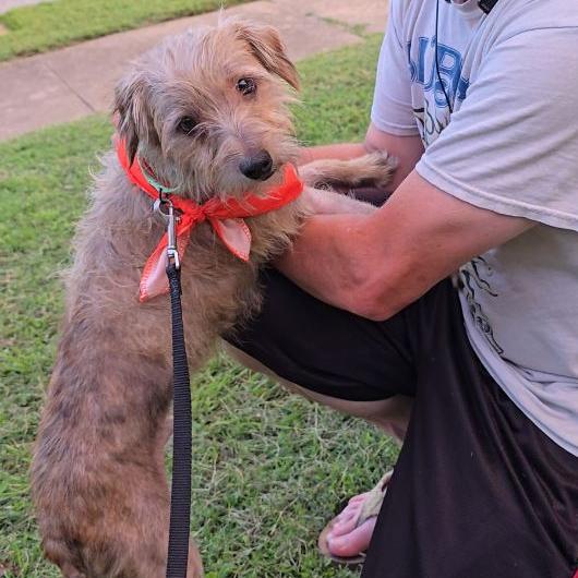 Pepe, Adoptable, Young Male Mixed Breed.