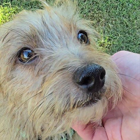 Enlarge Pepe, a Adoptable Mixed Breed in Bentonville, AR image 2/6