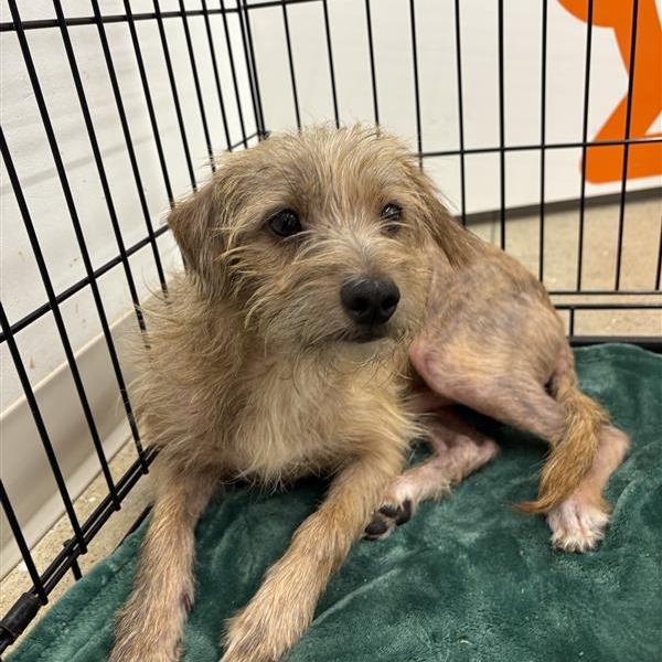 Enlarge Pepe, a Adoptable Mixed Breed in Bentonville, AR image 3/6