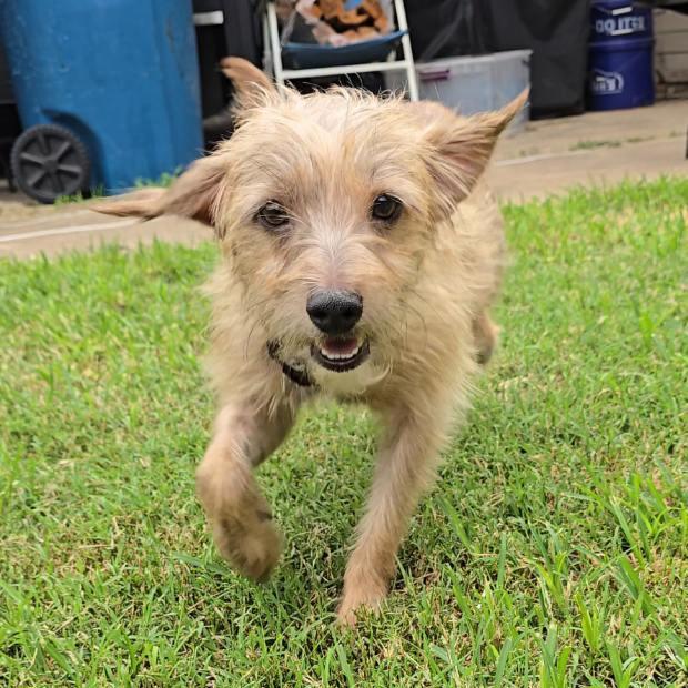 Enlarge Pepe, a Adoptable Mixed Breed in Bentonville, AR image 4/6