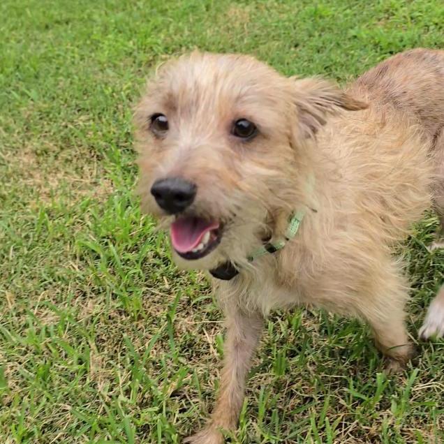 Enlarge Pepe, a Adoptable Mixed Breed in Bentonville, AR image 5/6