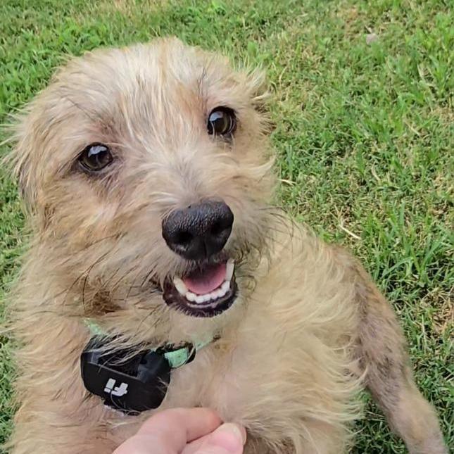 Enlarge Pepe, a Adoptable Mixed Breed in Bentonville, AR image 6/6